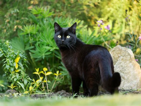 The Hidden Significance of Dreaming about a Cat Received as a Present