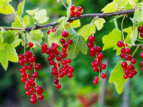 The Hidden Significance of the Currant Bush