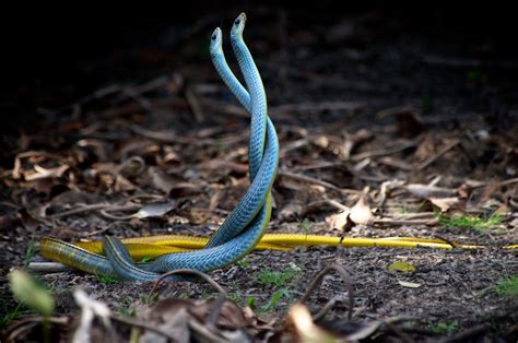 The Hidden Symbolism in the Presence of a Tiny Reptile in Dreams