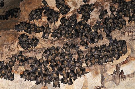 The Hidden World of Bats: Roosting and Finding Shelter