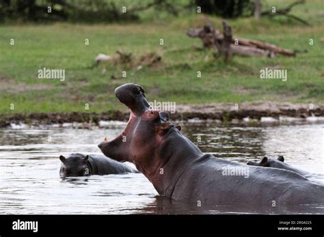 The Hippopotamus's Vision: Behaviors and Patterns in Aquatic Environment