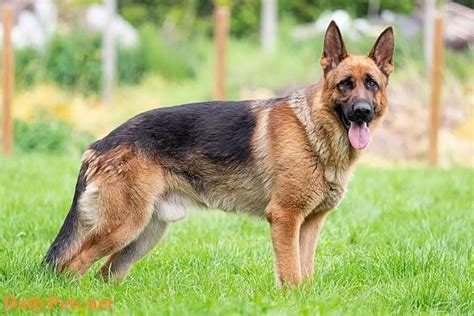 The Historical Background and Origins of German Shepherd Dogs