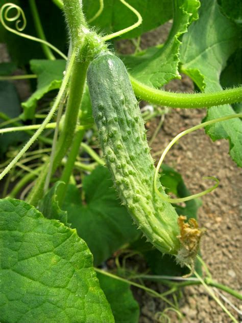 The Historical Origins of Cucumbers as a Representation of Femininity