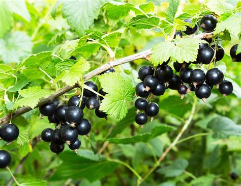 The Historical Significance of Blackcurrant Berries in Dreams