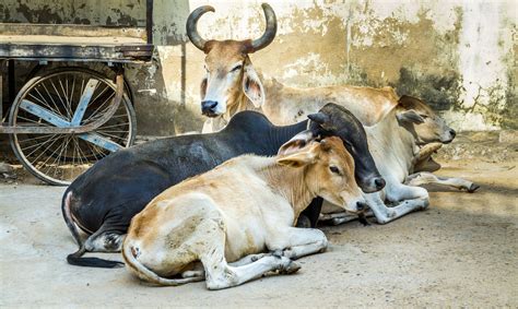 The Historical Significance of Cows in Women's Lives