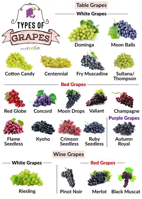The Historical Significance of Grapes in Different Cultures