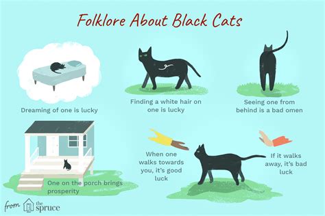 The History of Black Cats in Folklore and Superstition