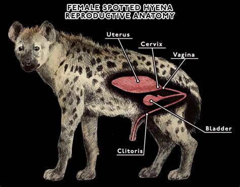 The Hyena: A Timeless Representation of Feminine Empowerment