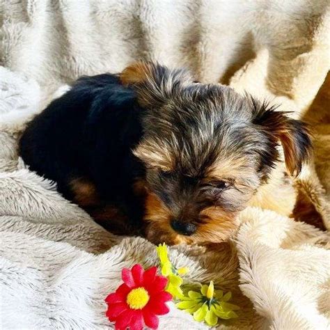 The Ideal Choice for Families and Individuals: The Charming Yorkshire Terrier