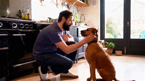 The Ideal Companion: Qualities of an Aspirational Canine