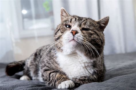 The Impact of Age on a Cat's Rest: From Kittens to Seniors