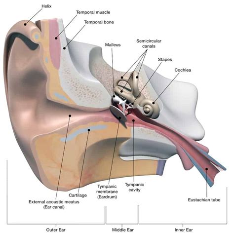 The Impact of Ear Anatomy on the Stability of In-Ear Headphones