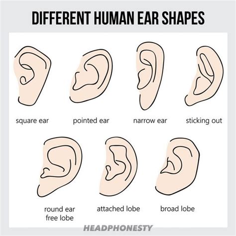 The Impact of Ear Shape on Earphone Fit