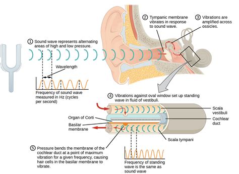 The Impact of External Elements on Auditory Perception