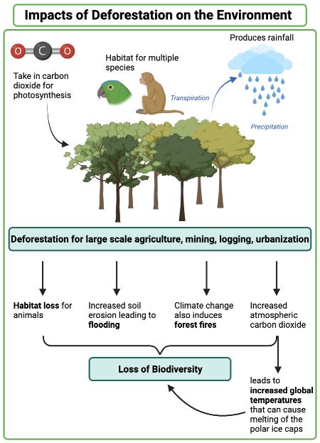 The Impact of Human Activities on Bear Behavior