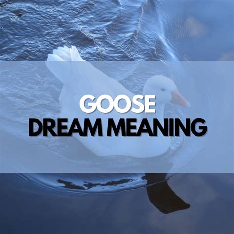 The Impact of Surroundings on a Goose's Dream Patterns