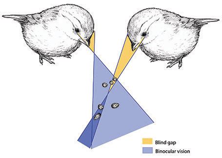 The Impact of a Comical Avian Vision on Masculine Vitality