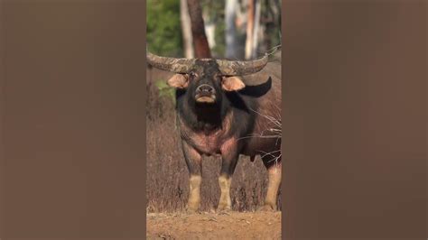 The Impact of an Aggressive Bull Encounter on the Human Psyche