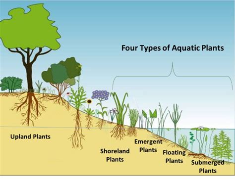 The Importance of Aquatic Plants in Aquariums