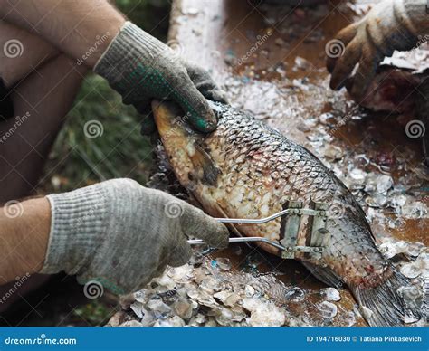 The Importance of Cleaning Fish Scales in Cultural Milieus