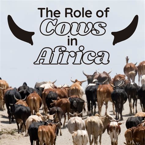 The Importance of Cows in Diverse Cultures