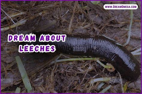 The Importance of Dreaming About a Leech