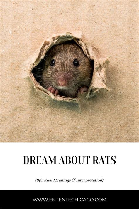 The Importance of Dreaming about a Large Rodent