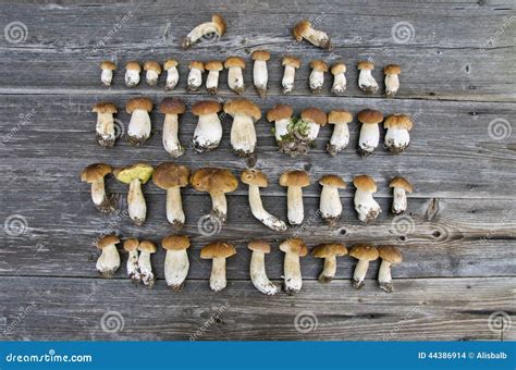 The Importance of Harvesting Cep Fungi in Dreams