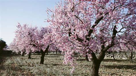 The Importance of Size: Analyzing the Meaning of a Large Cherry