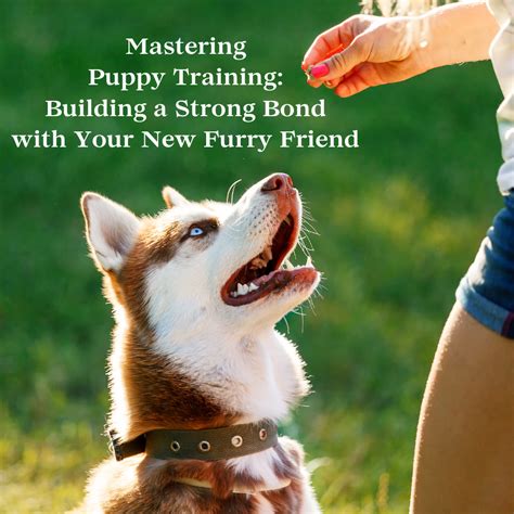 The Importance of Training in Building a Strong Bond with Your Furry Companion