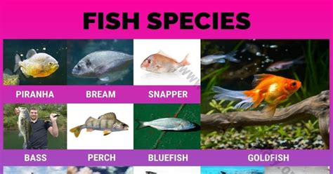 The Importance of Various Fish Species in Dreams