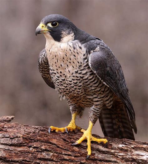 The Importance of Vision in Hunting Behavior of Birds of Prey