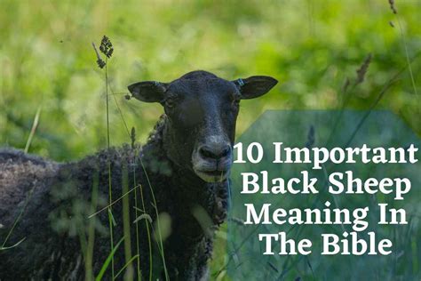 The Importance of a Dark Sheep in Religious Contexts