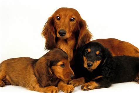 The Importance of the Dachshund's Physical Traits in Dreams