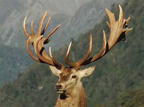 The Incredible Antlers: Nature's Spectacles