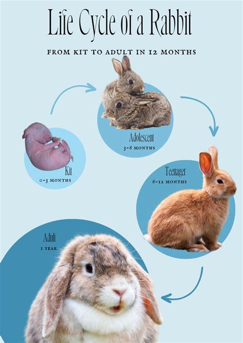 The Incredible Metamorphosis of a Beloved Rabbit