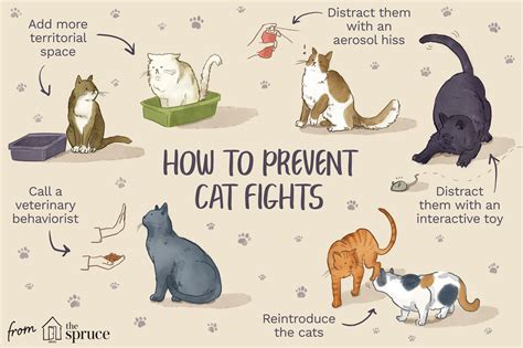 The Influence of Hormones on Aggressive Behavior in Felines