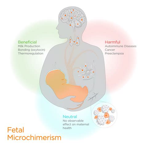 The Influence of Maternal Emotions on Fetal Dreaming