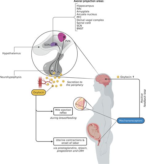 The Influence of Oxytocin on the Significance of Dream Embraces