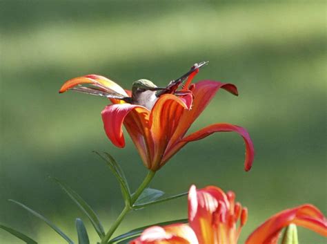 The Influence of Personal Experiences on Dreaming of a Hilarious Hummingbird