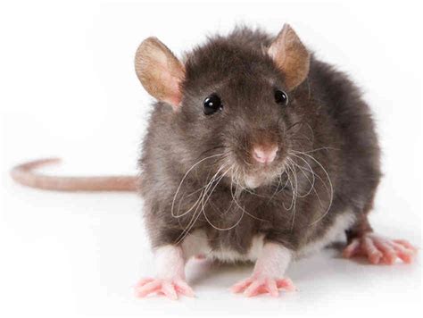 The Influence of Your Personal Emotions towards Rats