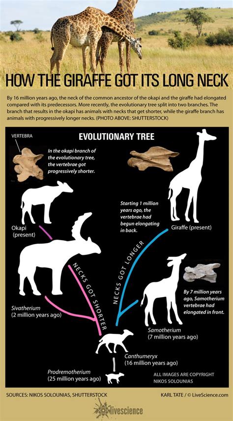 The Influence of a Giraffe's Vision on Its Everyday Existence