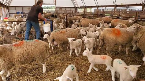 The Influence of the Ivory Lamb on the Farming Community