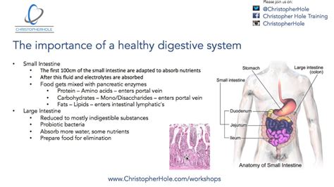 The Instinctual Sensation: Delving into the Importance of the Digestive System within Dream Interpretation