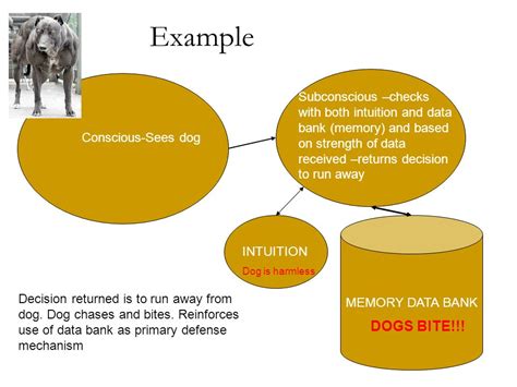 The Intricacies of Canine Subconsciousness