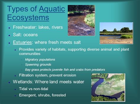 The Intricacies of the Aquatic Ecosystem