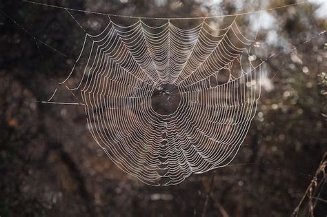 The Intricacy of a Spider's Web