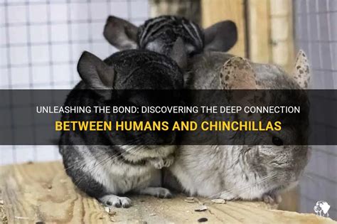 The Intricate Bond between Chinchillas and Humans: Examining the Emotional Connection