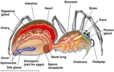 The Intricate Composition of a Large Hirsute Arachnid: Analyzing Its Physiological Framework