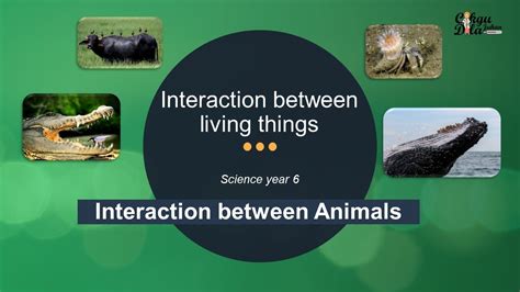 The Intricate Dynamics of Animal Interactions